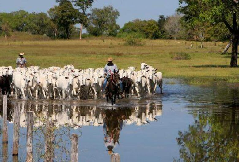 No momento, você está visualizando Produtores do Pantanal poderão ser remunerados por preservar vegetação nativa