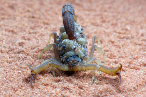 Leia mais sobre o artigo Veja o que fazer ao ser picado por aranha, escorpião ou cobra