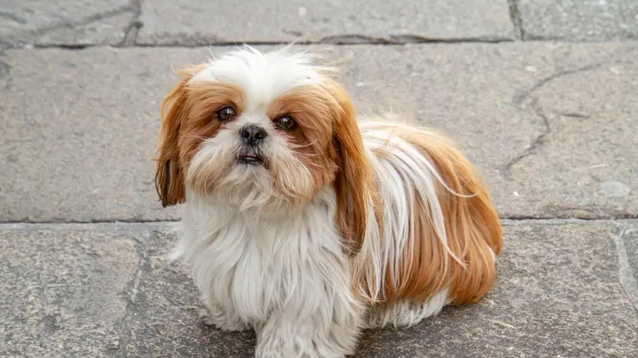 No momento, você está visualizando A raça de cachorro que virou a queridinha dos lares com crianças e idosos
