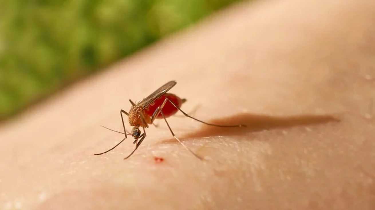 No momento, você está visualizando Antes restrita à Amazônia, febre oropouche se espalha pelo país