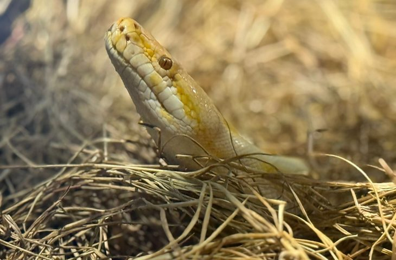 No momento, você está visualizando Bioparque Pantanal celebra Dia Mundial da Cobra com de educação ambiental e cuidado exemplar com serpentes