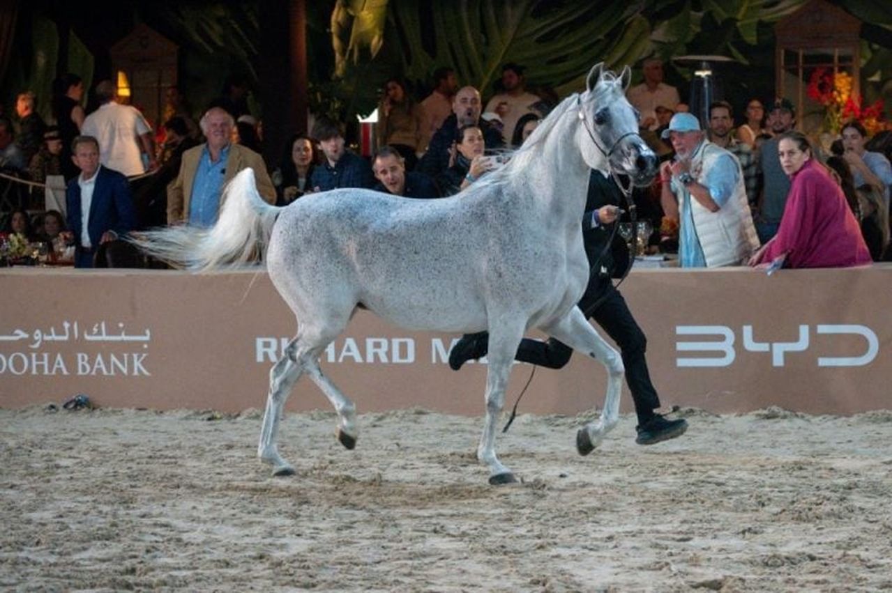 No momento, você está visualizando CAVALOS ÁRABES: Brasil entra na rota dos grandes circuitos no Global Champions Arabians Tour