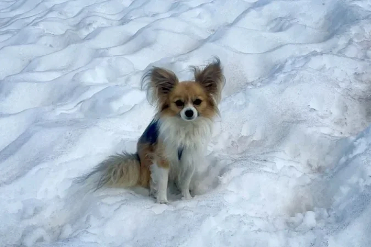 No momento, você está visualizando Chihuahua salva homem que caiu em geleira na Suíça