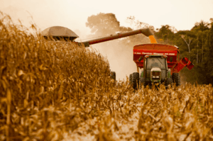 Leia mais sobre o artigo Colheita do milho safrinha avança lentamente e atinge 10,2% da área plantada em MS