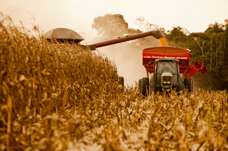 No momento, você está visualizando Colheita do milho safrinha avança lentamente e atinge 10,2% da área plantada em MS
