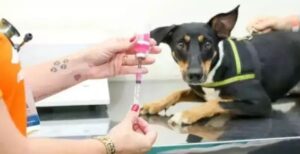 Leia mais sobre o artigo Zé Pereira recebe mutirão gratuito de castração e consultas para pets