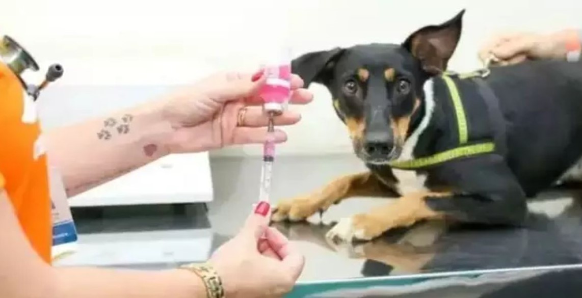 No momento, você está visualizando Zé Pereira recebe mutirão gratuito de castração e consultas para pets