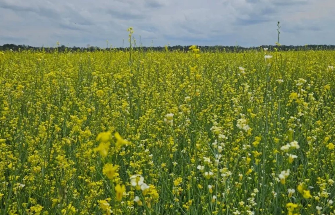 No momento, você está visualizando Visando diversificar safra agrícola, Governo posterga recolhimento do ICMS da carinata e outros 5 produtos