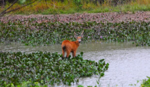 Leia mais sobre o artigo PSA CONSERVAÇÃO: Governo de MS destina R$ 30 milhões a propriedades com vegetação nativa excedente no Pantanal