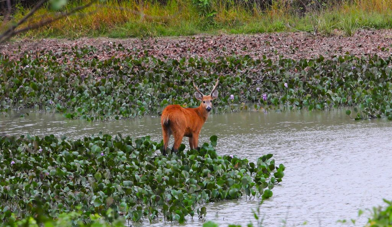 No momento, você está visualizando PSA CONSERVAÇÃO: Governo de MS destina R$ 30 milhões a propriedades com vegetação nativa excedente no Pantanal