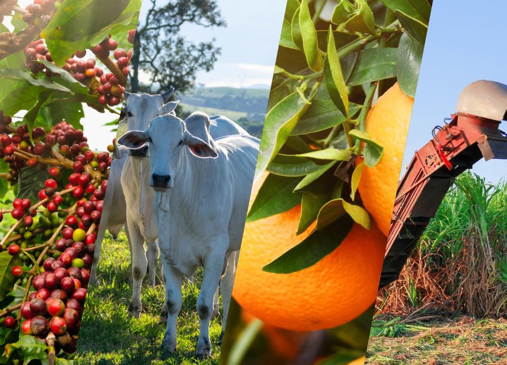 No momento, você está visualizando Governo foca em 5 produtos do agro para destinos alternativos aos EUA