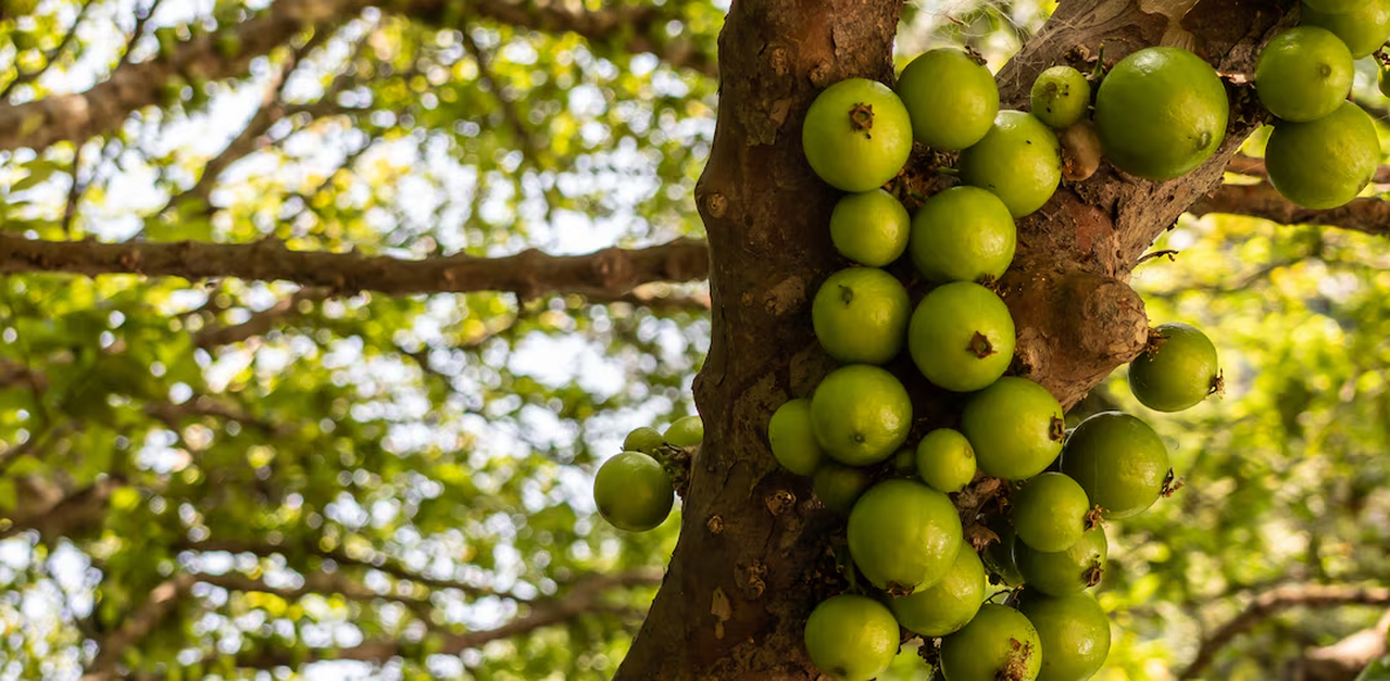 No momento, você está visualizando JABUTICABA-BRANCA: Fruta pouco conhecida do Brasil é uma das mais raras do mundo