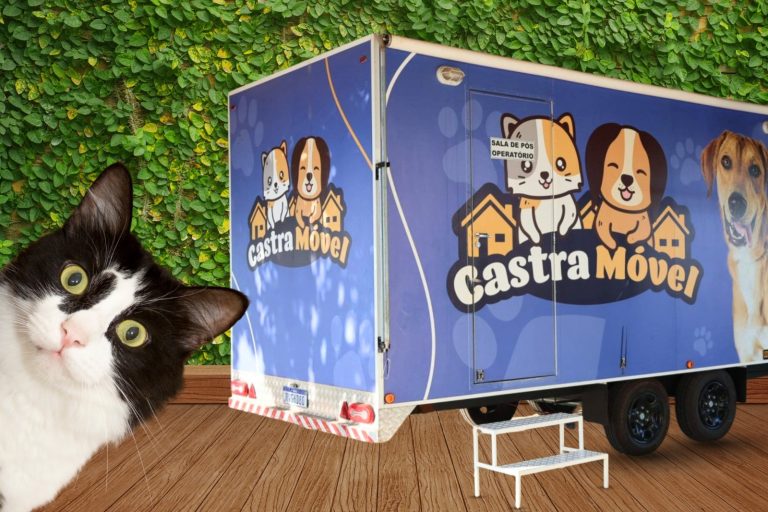 No momento, você está visualizando Inscrições para castração gratuita de gatos seguem até este domingo em Naviraí
