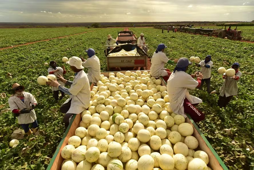 No momento, você está visualizando Abrafrutas apoia plano do governo e pede atenção a pequenos produtores