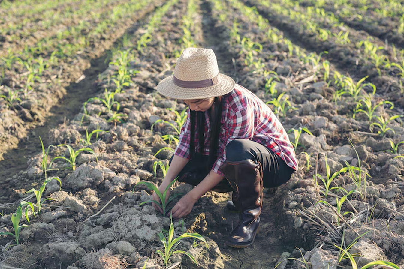 No momento, você está visualizando Agro brasileiro ganha espaço no México em meio a tarifaço de Trump
