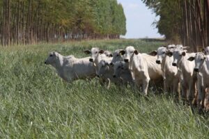 Leia mais sobre o artigo Novo aplicativo facilita o acesso a informações sobre integração lavoura-pecuária-floresta