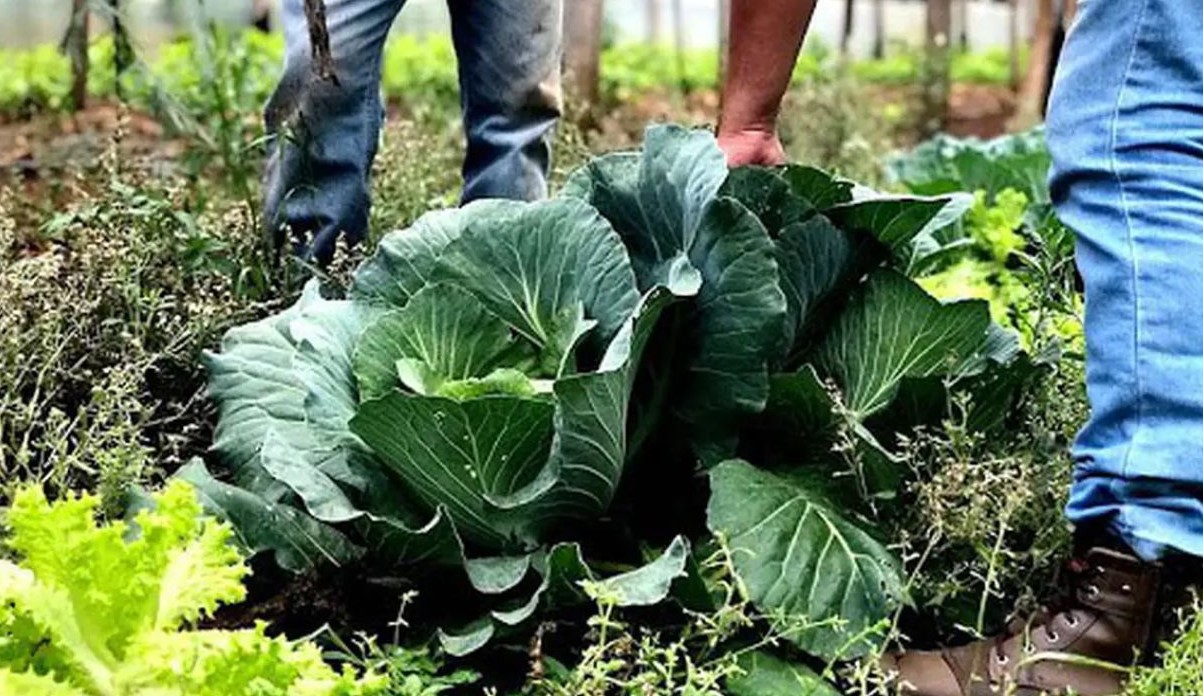 No momento, você está visualizando Cooperativas: Agricultura familiar receberá R$ 60 milhões para produção de bioinsumo