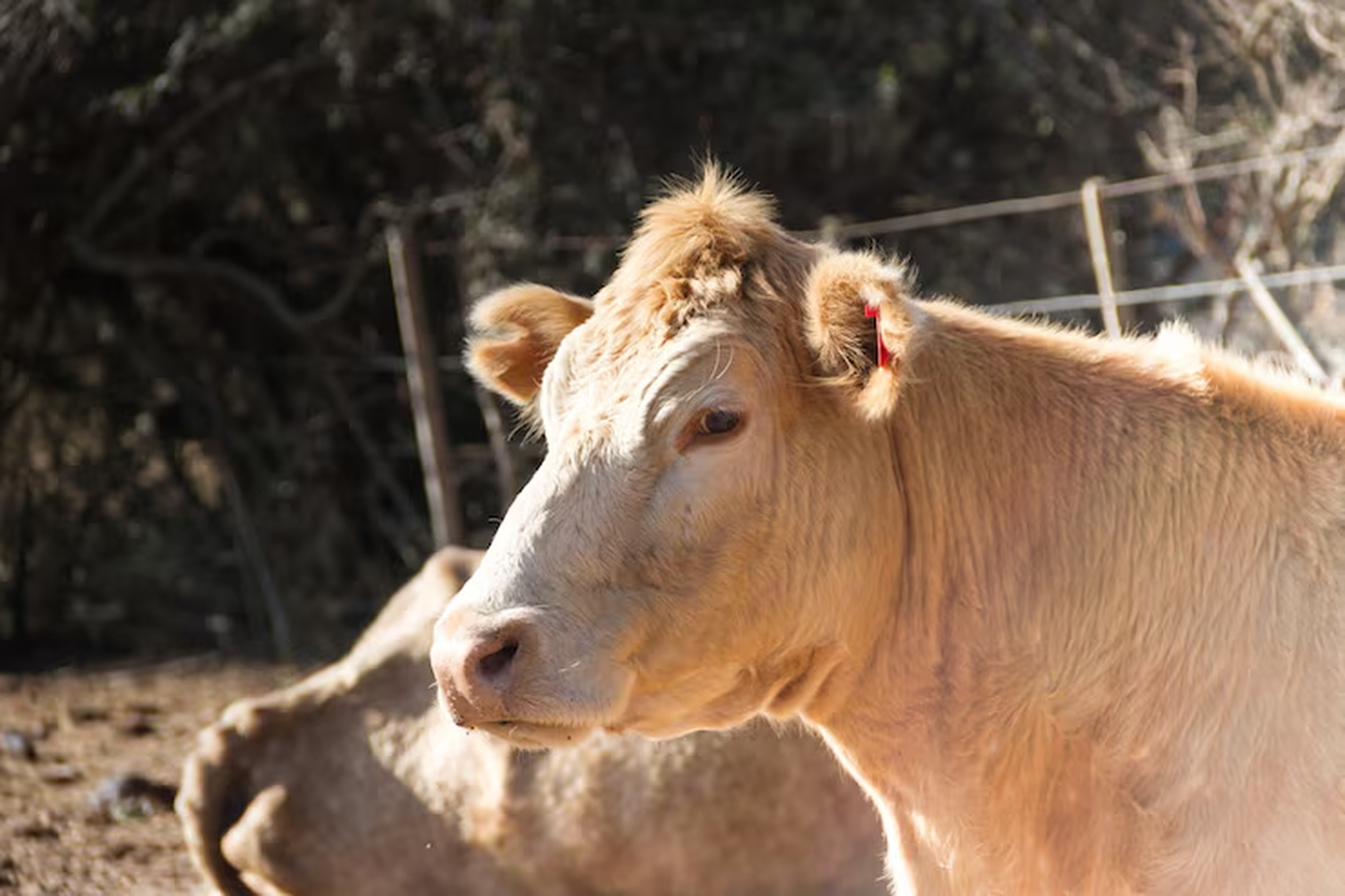 No momento, você está visualizando Exclusão de grandes produtores marca tratativas do Brasil para vender carne ao Japão