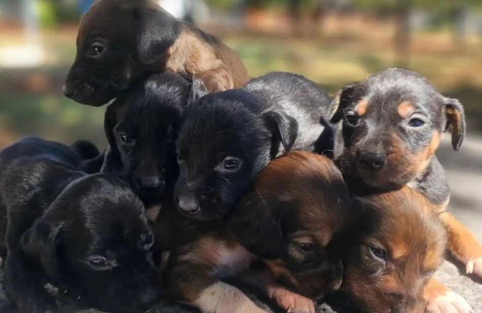 No momento, você está visualizando Quer adotar um cachorrinho? CCZ está com filhotes em busca de um lar