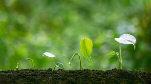 Leia mais sobre o artigo Entenda como projetos de carbono estruturam a nova economia do agro