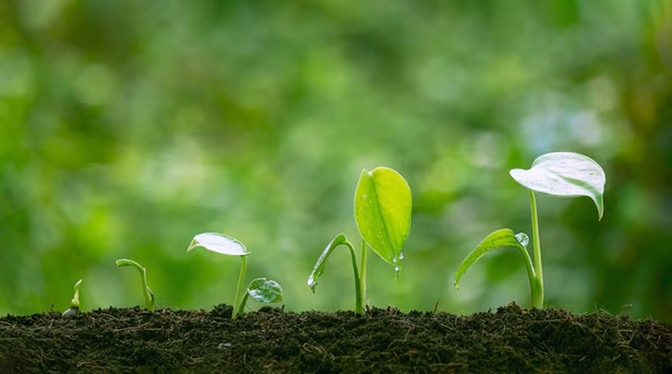 No momento, você está visualizando Entenda como projetos de carbono estruturam a nova economia do agro