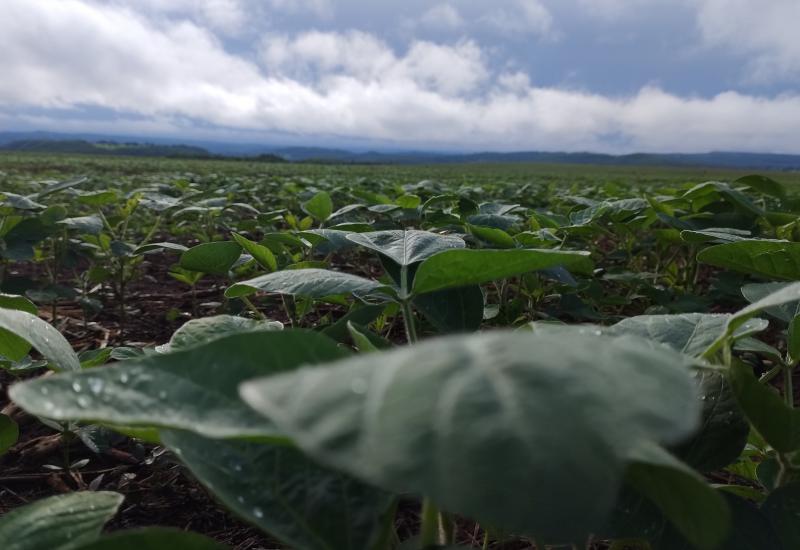 No momento, você está visualizando Chuvas irregulares e calor acima da média devem marcar o início do plantio da soja em Mato Grosso do Sul