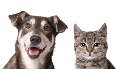 No momento, você está visualizando SÁBADO: Quer aumentar a família? Feira de adoção terá cães e gatos em Campo Grande