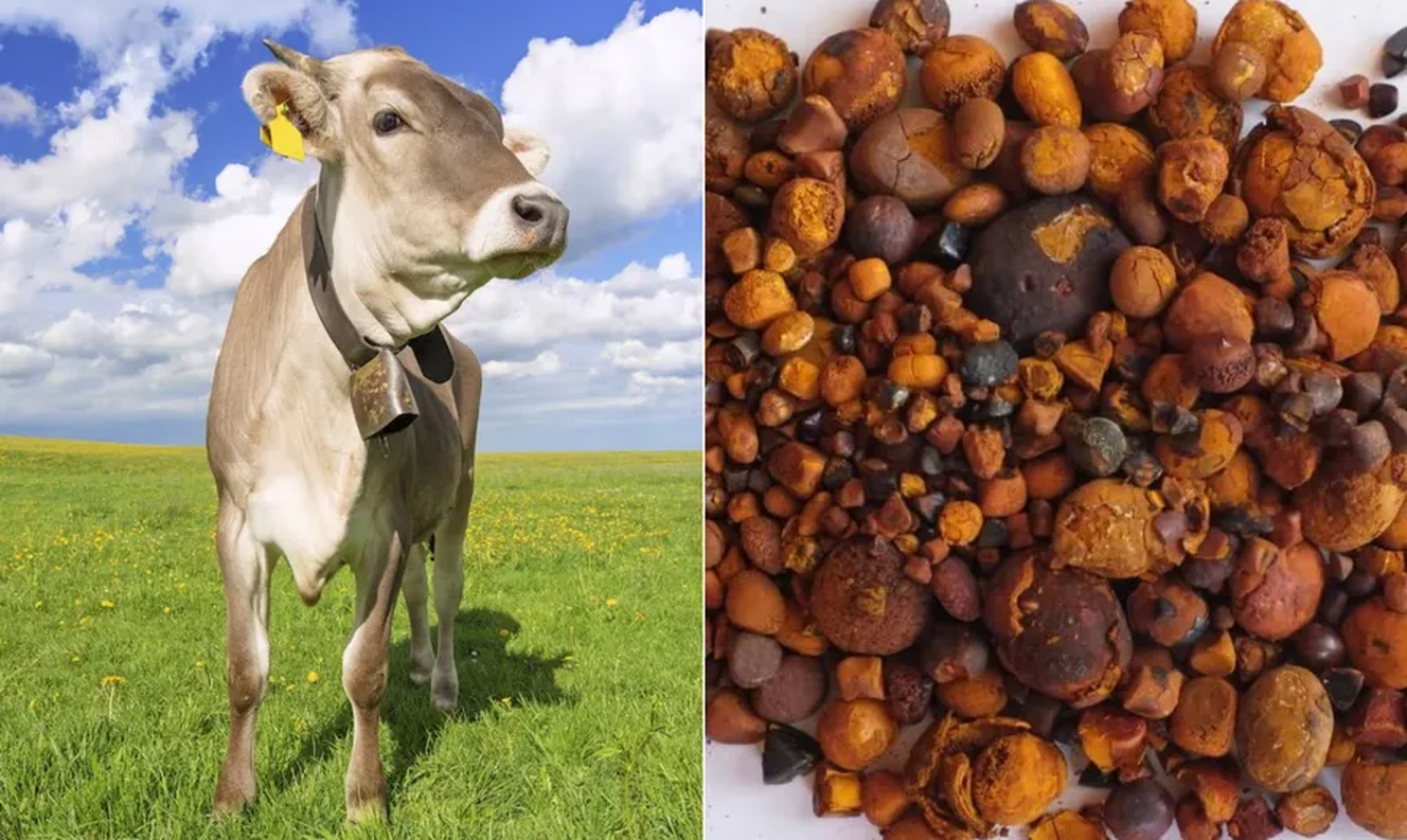 No momento, você está visualizando ‘OURO BOVINO’: Entenda porque pedra retirada da vesícula do boi vale até R$ 300 mil o quilo