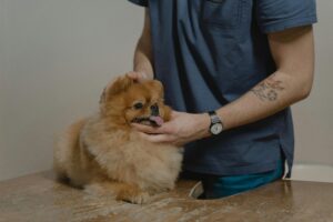 Leia mais sobre o artigo Seleção para médicos veterinários tem salário de R$ 11,8 mil em MS