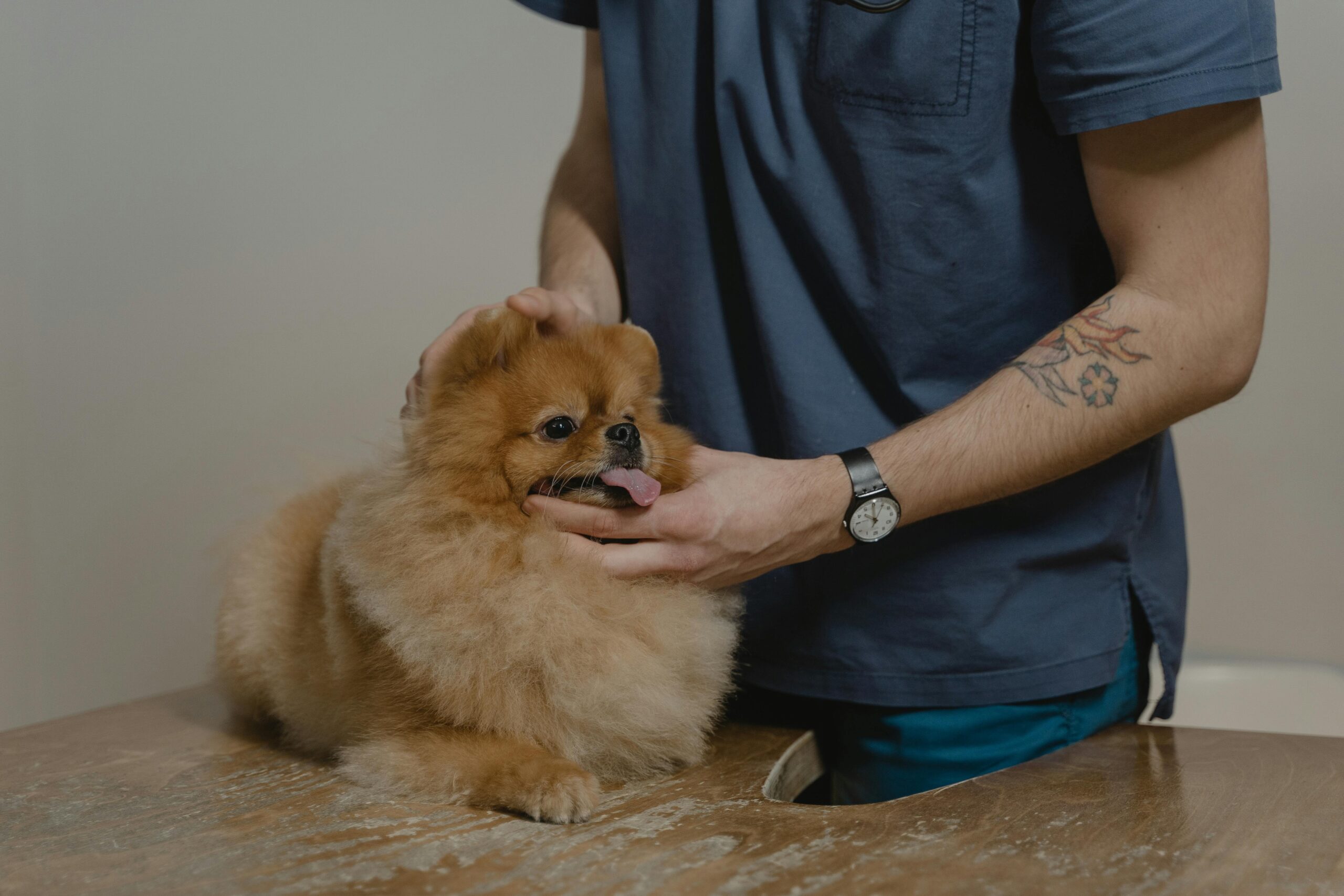 No momento, você está visualizando Seleção para médicos veterinários tem salário de R$ 11,8 mil em MS