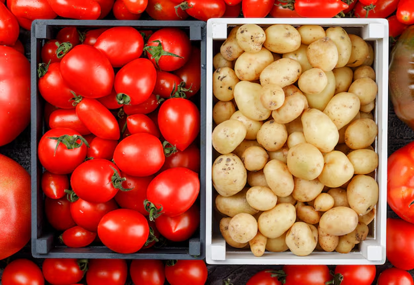 No momento, você está visualizando TOMATE E BATATA: A conexão inesperada que a ciência revela