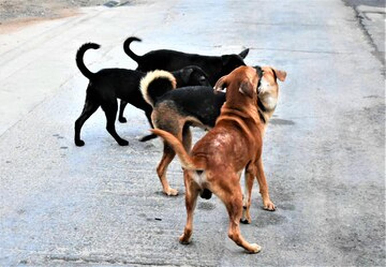 No momento, você está visualizando Tribunal ordena captura de dezenas de milhares de cães de rua na Índia