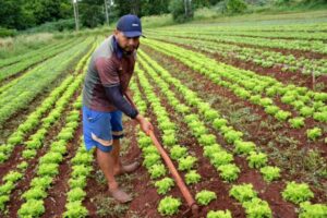 Leia mais sobre o artigo Prefeitura formaliza adesão de agricultores ao Programa de Aquisição de Alimentos