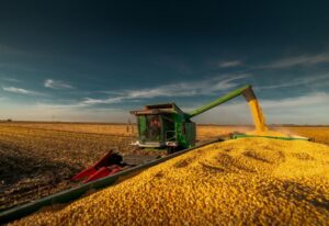 Leia mais sobre o artigo Mato Grosso do Sul já colheu mais de dois milhões de hectares de milho