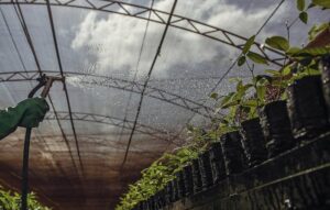 Leia mais sobre o artigo Com recordes de produção, MS se consolida como potência mundial da celulose