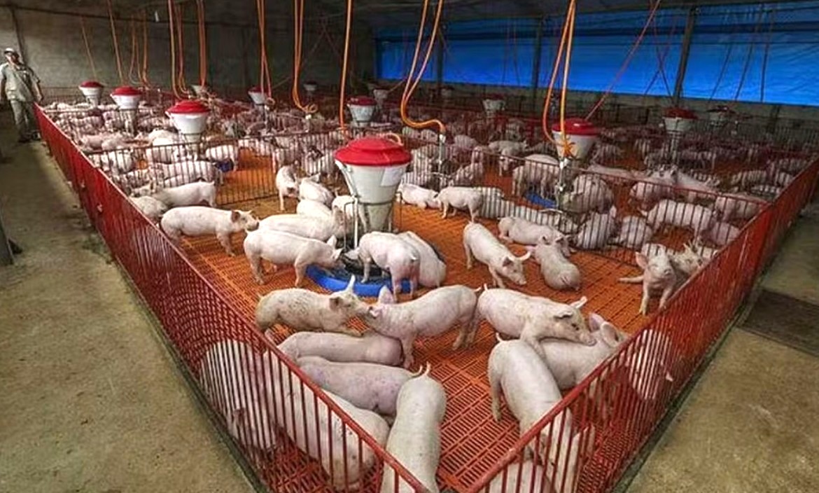 No momento, você está visualizando Exportação brasileira de carne de porco cresce em 2025; veja principais destinos dos embarques