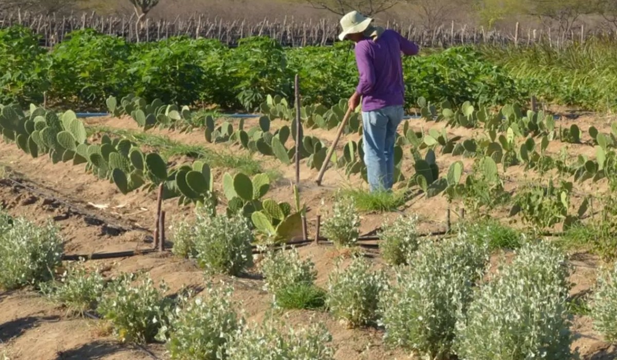 No momento, você está visualizando União vai liberar até R$ 12 bi em crédito para aliviar dívida de produtores rurais