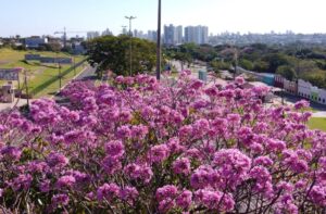 Leia mais sobre o artigo Mato Grosso do Sul lança planos estratégicos de turismo para Campo Grande dos Ipês e Vale das Águas
