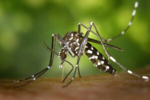 Leia mais sobre o artigo Infestação do Aedes avança em MS e SES reforça alerta à população