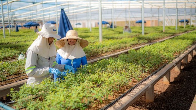 No momento, você está visualizando MS Florestal promove mutirão de contratações em Água Clara