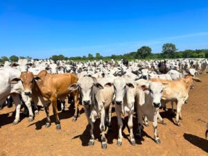 Leia mais sobre o artigo O Brasil tem 12% mais bovinos do que pessoas e 305 ovos por habitante; veja os números do agronegócio