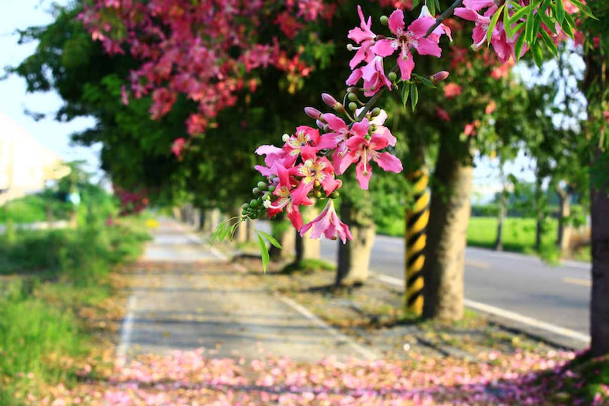 No momento, você está visualizando PRIMAVERA NO BRASIL: Confira a previsão do tempo e os detalhes da estação