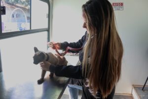 Leia mais sobre o artigo Prefeitura anuncia bairros que receberão atendimento veterinário em setembro