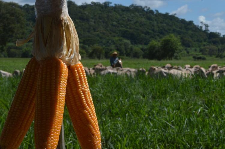 No momento, você está visualizando Agropecuária cresce 10% no segundo trimestre na comparação anual e impulsiona economia do período