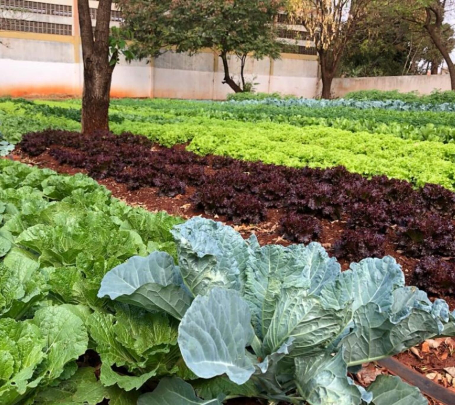 No momento, você está visualizando Prefeitura abre chamada pública para agricultores familiares fornecerem alimentos ao PAA Municipal