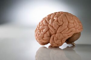Leia mais sobre o artigo Seu cérebro tem um “contador de quilometragem”, dizem cientistas; entenda