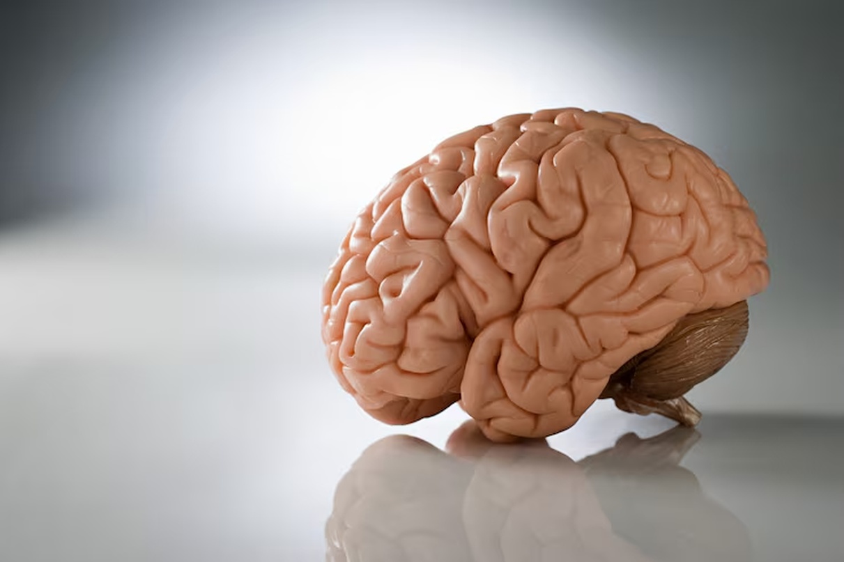 No momento, você está visualizando Seu cérebro tem um “contador de quilometragem”, dizem cientistas; entenda