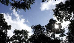 Leia mais sobre o artigo TEMPO: MS terá calor de até 36°C e baixa umidade nesta quinta-feira (25)