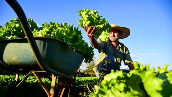 No momento, você está visualizando Senar-MS e Prefeitura de Campo Grande firmam parceria para impulsionar a agricultura familiar
