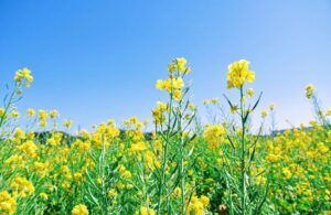 Leia mais sobre o artigo Campo Grande deve ter um dia com céu parcialmente limpo nesta quarta-feira (22)